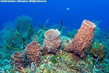 sponges